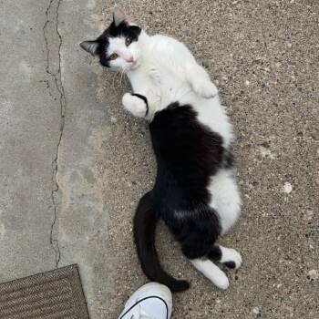 Dolly -  Domestic Short Hair Cat for Adoption in Ferndale, Michigan - Dolly | PetCurious