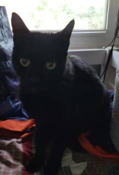 Missy -  American Shorthair Cat for Adoption in Tampa, Florida - Missy | PetCurious