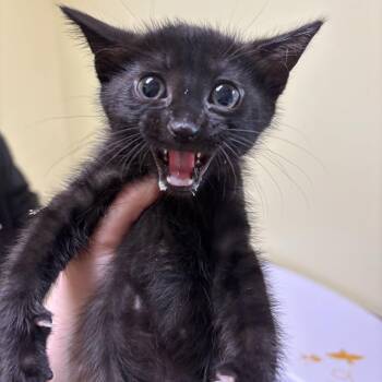 Big Mouth Bass -  Domestic Short Hair Cat for Adoption in Wilmington, Delaware - Big Mouth Bass | PetCurious