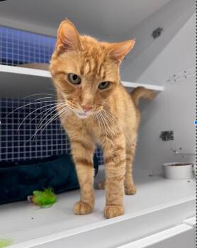 Fred -  Domestic Short Hair Cat for Adoption in Herndon, Virginia - Fred | PetCurious