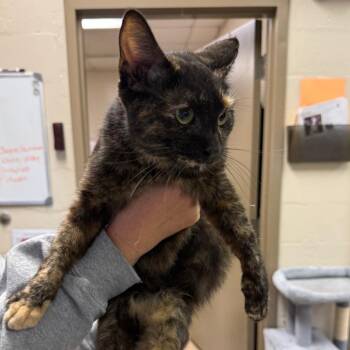 Domestic Short Hair Cats Available for Adoption in Birmingham, Alabama - Rockel | PetCurious