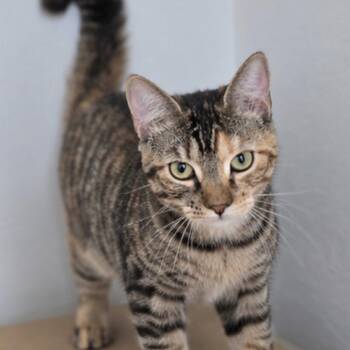 Ambi -  Domestic Short Hair Cat for Adoption in Buffalo, New York - Ambi | PetCurious