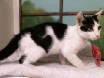 WESLEY -  Domestic Short Hair Cat for Adoption in Houston, Texas - WESLEY | PetCurious