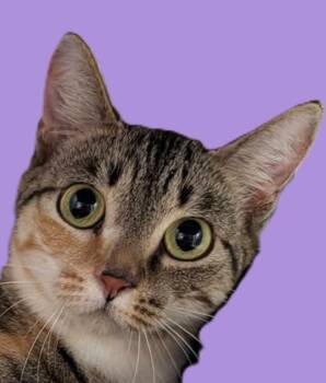 Domestic Short Hair and Tabby Cats Available for Adoption in Savannah, Georgia - Marmalade | PetCurious