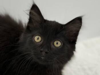 Joaquin -  Domestic Long Hair Cat for Adoption in Portland, Oregon - Joaquin | PetCurious