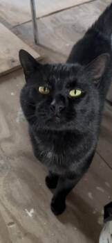 Rescue American Shorthair Cats for Adoption in Montclair, New Jersey - Hemlock | PetCurious