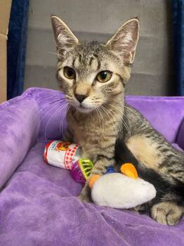 Teddy and Luka -  Domestic Short Hair Cat for Adoption in Franklin, Massachusetts - Teddy And Luka | PetCurious