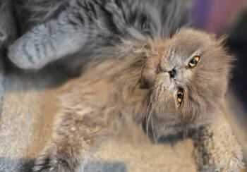 Scottish Fold Cats Available for Adoption - Mosha | PetCurious