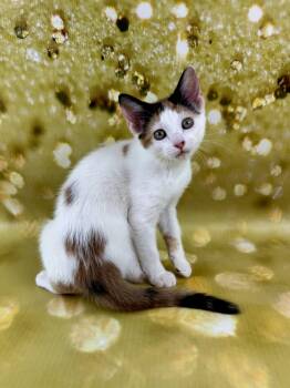 Rescue Calico Cats for Adoption in Pasadena, Texas - Ginger | PetCurious