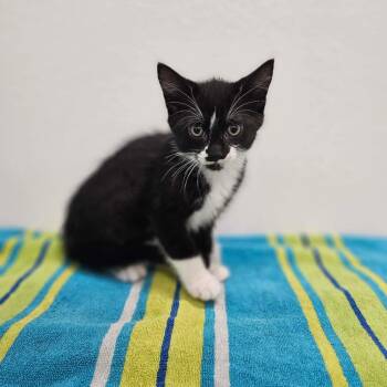 Cliff -  Domestic Short Hair Cat for Adoption in Spokane, Washington - Cliff | PetCurious