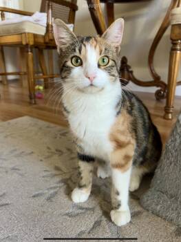 Ginger -  Calico Cat for Adoption in San Anselmo, California - Ginger | PetCurious