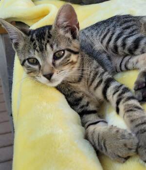 Sophia -  Domestic Short Hair Cat for Adoption in Oviedo, Florida - Sophia | PetCurious