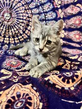 Domestic Short Hair Cats Available for Adoption in Thatcher, Arizona - Kim Chi | PetCurious