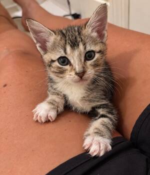 Pegleg -  Tabby Cat for Adoption in Columbia, South Carolina - Pegleg | PetCurious