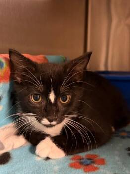 Euro Envy -  Domestic Short Hair Cat for Adoption in Ocala, Florida - Euro Envy | PetCurious