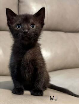 MJ -  Domestic Short Hair Cat for Adoption in Bossier City, Louisiana - MJ | PetCurious
