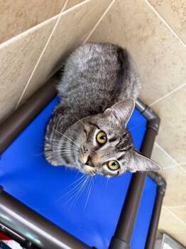 Micheal -  Domestic Short Hair Cat Available for Adoption in Hobbs, New Mexico - Micheal | PetCurious