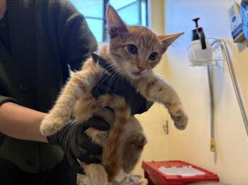 Rescue Domestic Short Hair Cats for Adoption in Pasadena, California - A525268 | PetCurious