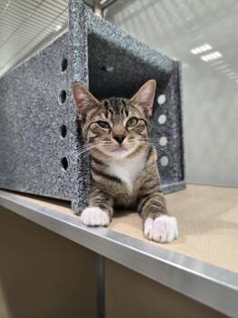 Wren -  Domestic Short Hair Cat for Adoption in Umatilla, Florida - Wren | PetCurious