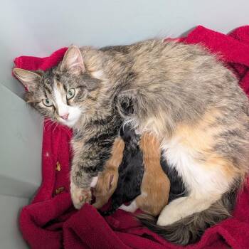Domestic Long Hair Cats Available for Adoption in Lenexa, Kansas - Maureen | PetCurious
