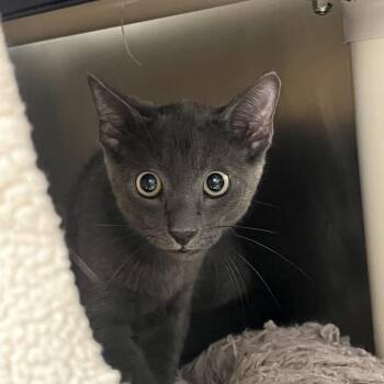 Lionel -  Domestic Short Hair Cat for Adoption in West Palm Beach, Florida - Lionel | PetCurious