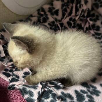 Siamese Cats Available for Adoption in Yuma, Arizona - Leia | PetCurious