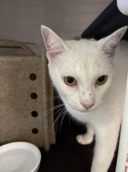 Bozoo -  Domestic Short Hair Cat for Adoption in Raleigh, North Carolina - Bozoo | PetCurious