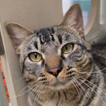 Talos -  Domestic Short Hair Cat for Adoption in Reno, Nevada - Talos | PetCurious