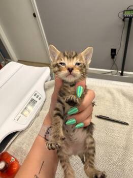 Domestic Short Hair Cats Available for Adoption in Burnsville, North Carolina - Aries | PetCurious