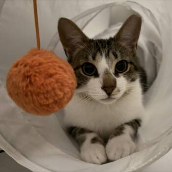 Rocket -  Domestic Short Hair Cat for Adoption in Indianapolis, Indiana - Rocket | PetCurious