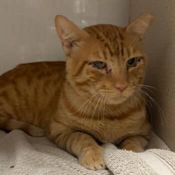 Big Man -  Domestic Short Hair Cat for Adoption in Yuma, Arizona - Big Man | PetCurious
