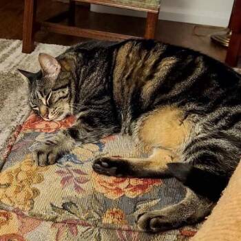 Domestic Short Hair Cats Available for Adoption in Abbotsford, British Columbia - Tifa | PetCurious