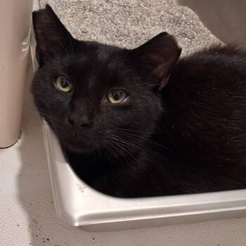 George -  Domestic Short Hair Cat for Adoption in Pittsburgh, Pennsylvania - George | PetCurious