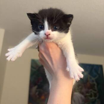 Masala -  Domestic Short Hair Cat for Adoption in New York, New York - Masala | PetCurious