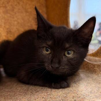 Nebula -  Domestic Short Hair Cat for Adoption in Philadelphia, Pennsylvania - Nebula | PetCurious