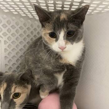 Lily Pad -  Domestic Short Hair Cat for Adoption in Binghamton, New York - Lily Pad | PetCurious