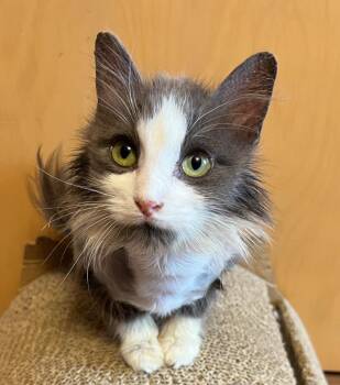 Frisky -  Domestic Long Hair Cat for Adoption in Taycheedah, Wisconsin - Frisky | PetCurious