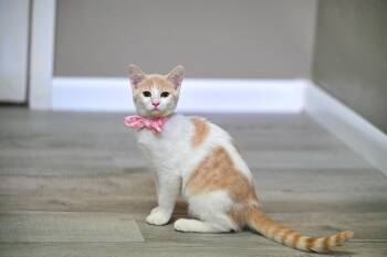 Vanilla & Saffron -  Dilute Calico Cat for Adoption in Falmouth, Maine - Vanilla & Saffron | PetCurious