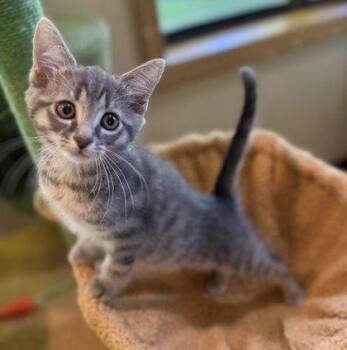 Petrie -  Domestic Short Hair Cat Available for Adoption in Midland, Virginia - Petrie | PetCurious