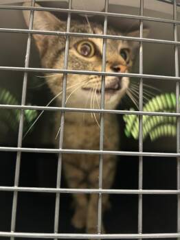 Domestic Short Hair Cats Available for Adoption in Winder, Georgia - 2026-05-017 | PetCurious