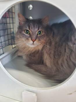 Domestic Long Hair Cats Available for Adoption in Altoona, Pennsylvania - Violet Beauregard | PetCurious