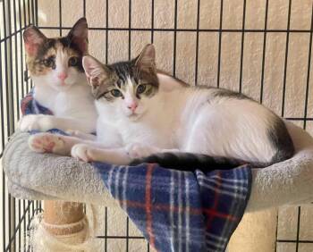 Teal & Knox -  Domestic Short Hair and Calico Cat for Adoption in San Jose, California - Teal & Knox | PetCurious