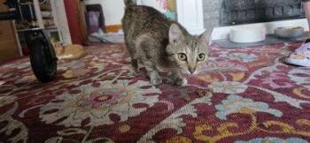 Bunnie -  Domestic Short Hair Cat for Adoption in Berwick, Pennsylvania - Bunnie | PetCurious