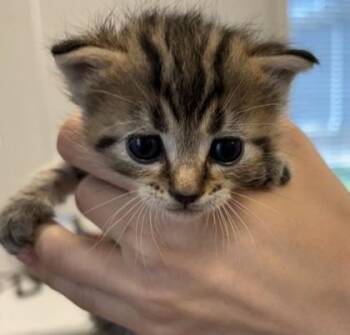 Sangria -  Domestic Short Hair Cat for Adoption in Lafayette, Indiana - Sangria | PetCurious