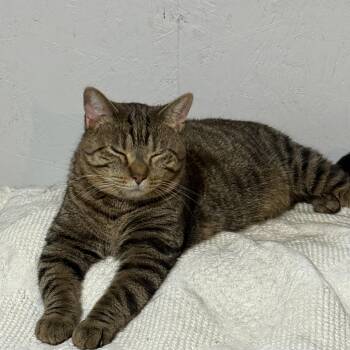 Rescue Domestic Short Hair and Tabby Cats for Adoption in Newton, Illinois - Sidney | PetCurious