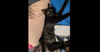 Shadow -  Domestic Medium Hair Cat for Adoption in Chalfont, Pennsylvania - Shadow | PetCurious