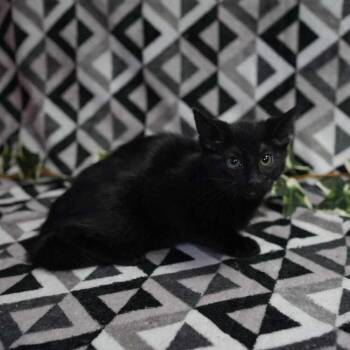 Domestic Short Hair Cats Available for Adoption in Wheaton, Illinois - Percy | PetCurious