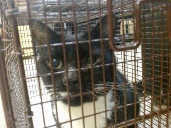 Rescue Domestic Short Hair Cats for Adoption in Doral, Florida - MICHI | PetCurious