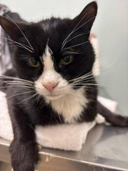 Tiger -  Domestic Short Hair Cat for Adoption in Annapolis, Maryland - Tiger | PetCurious