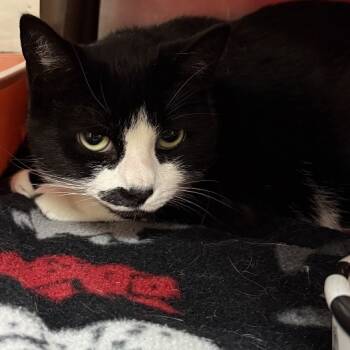 Rescue Domestic Short Hair Cats for Adoption in Middlebury, Vermont - Dahlai | PetCurious